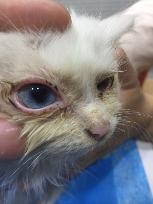 宠物猫眼睛是黄色的怎么回事,宠物猫眼屎多是什么原因