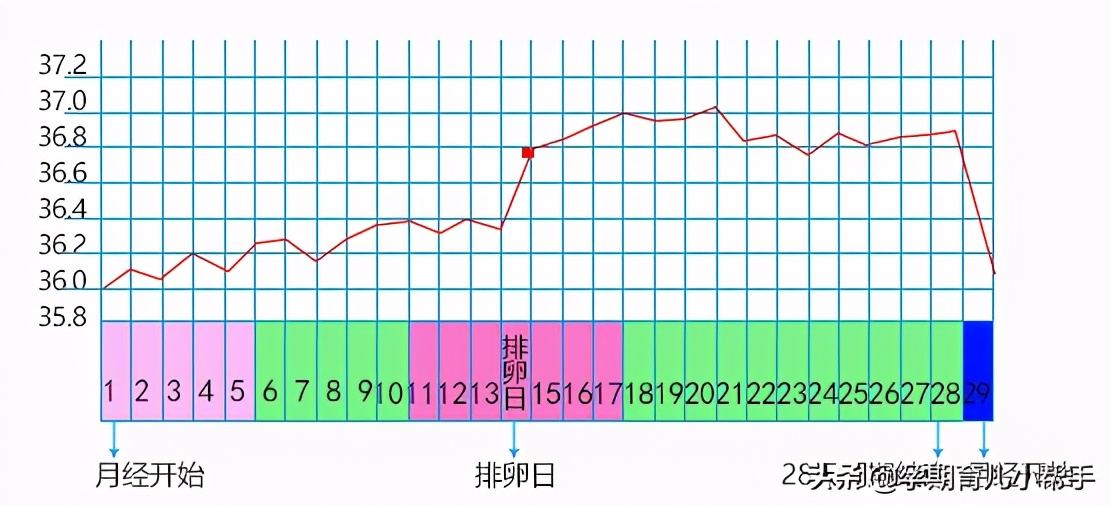 备孕排卵日怎么安排次数,排卵日怎么算是月经第一天