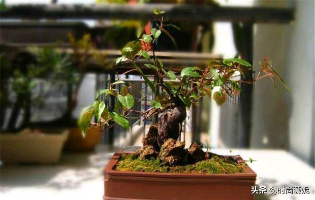 中国十大中药盆景,什么中药盆景越养越值钱