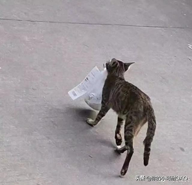 全网通缉照片上的狗,被全网通缉的狗