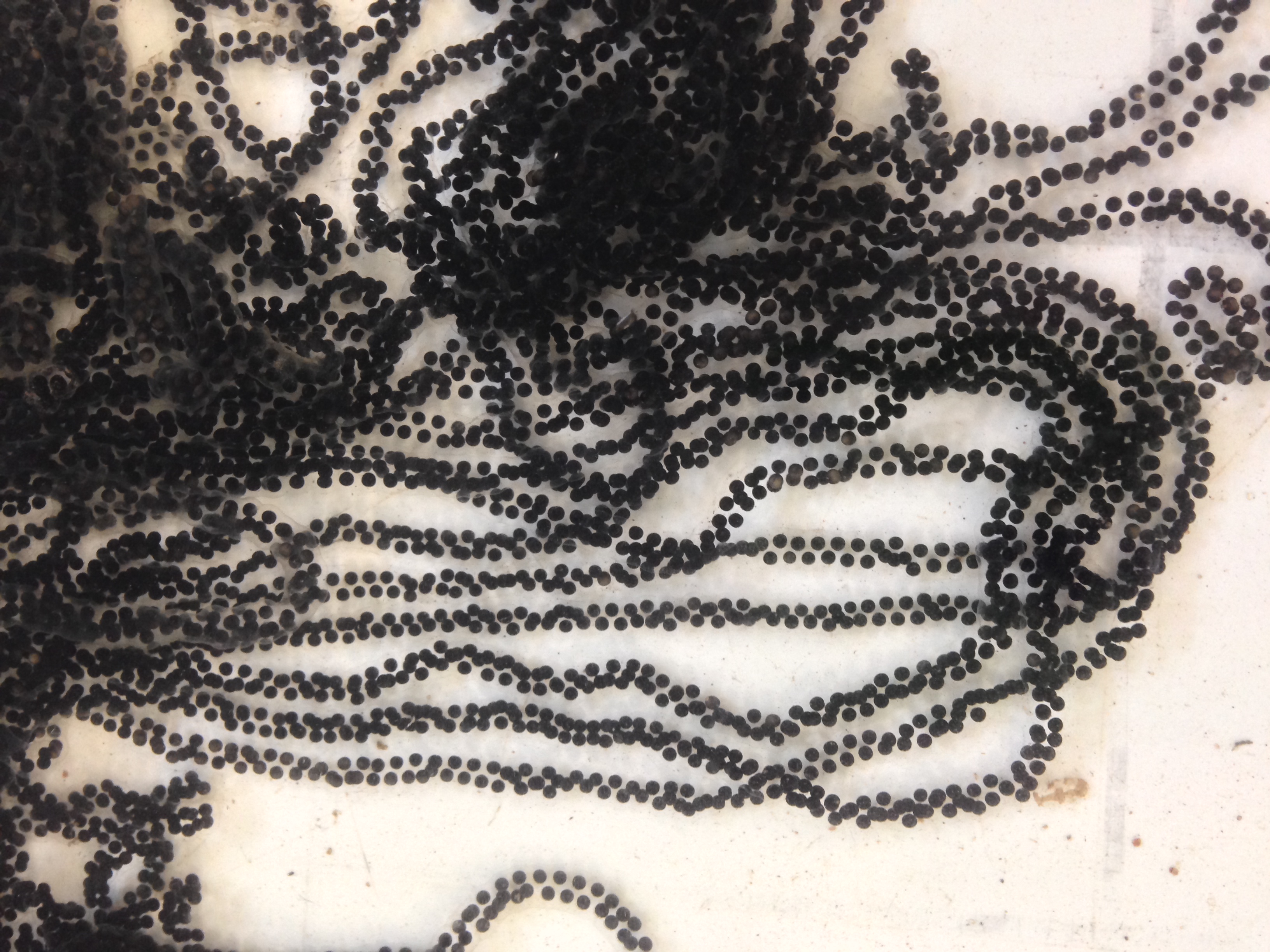 动物中性冲动最强是哪个？澳洲入侵毒蟾泛滥15亿只，人类被逼认输