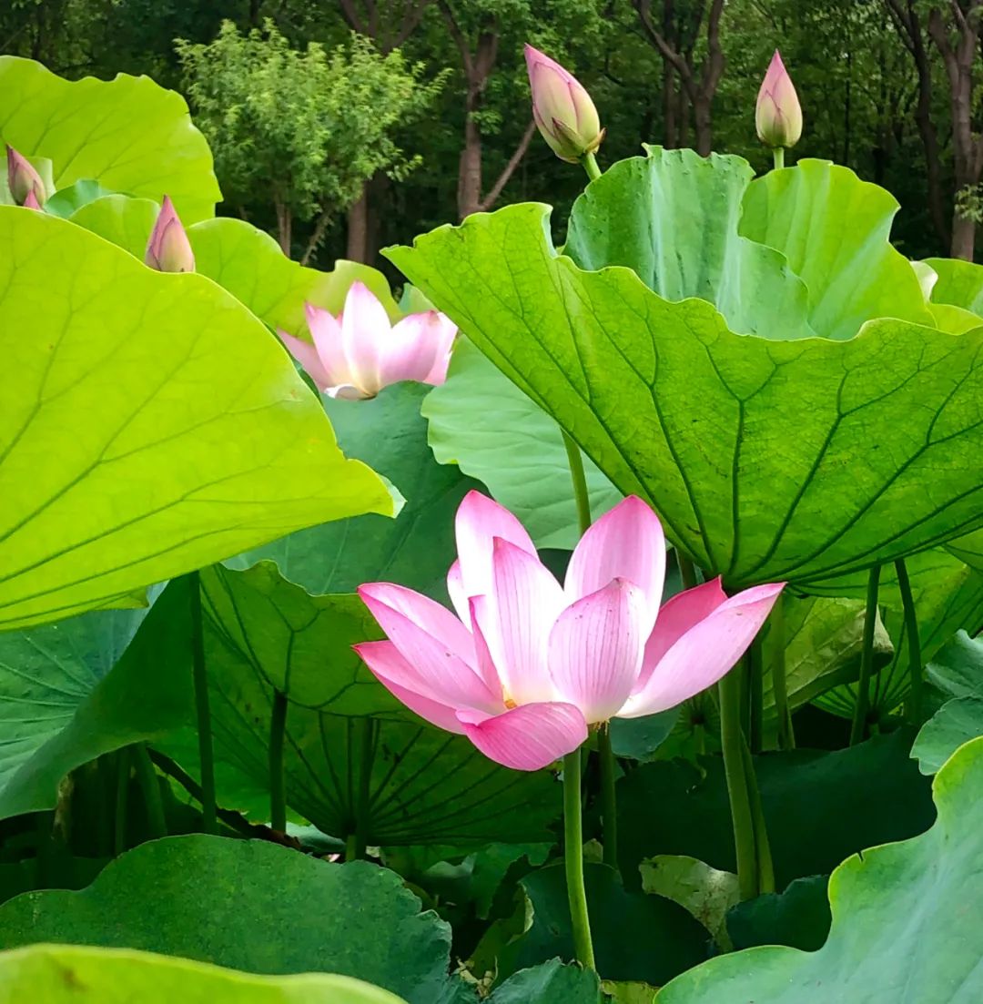 淘客代理系统小程序,淘客代理app怎么在群里发单