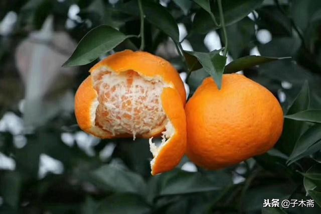 蒲江农产品信息发布网最新,蒲江农产品信息发布