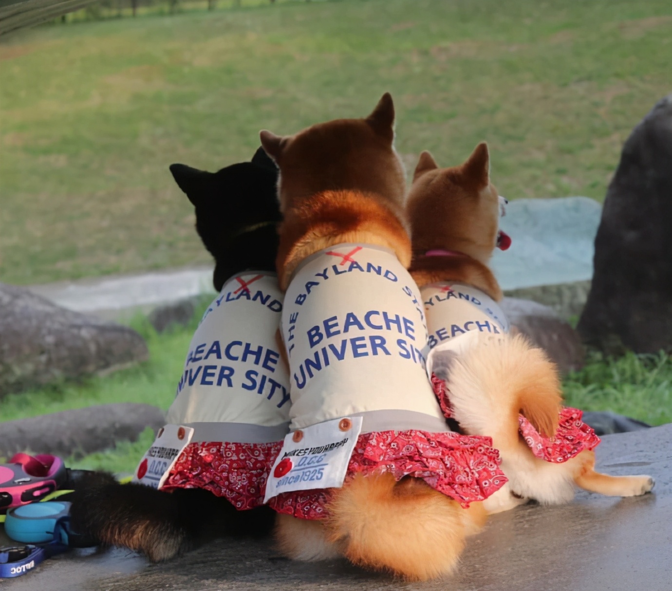 如何调教柴犬的臭脾气,怎么调教柴犬大小便