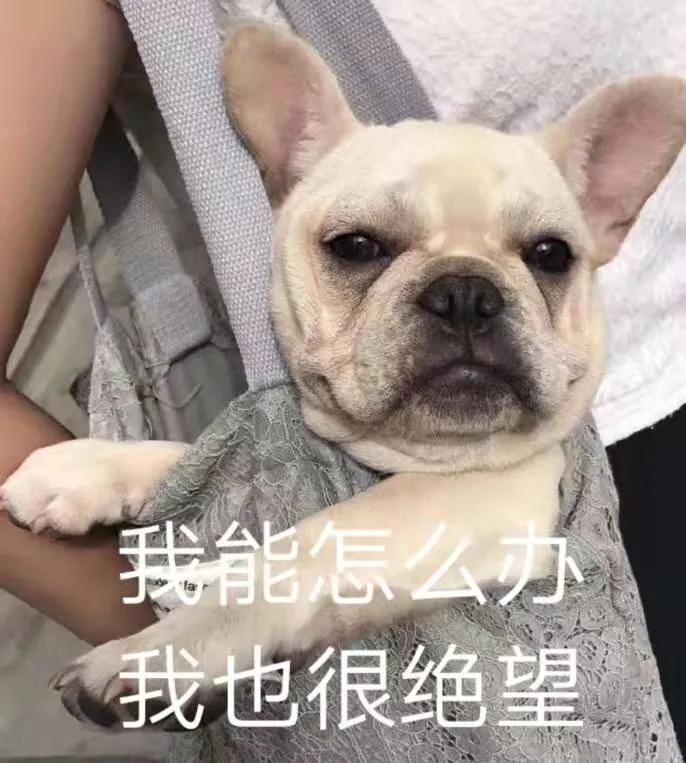 吐舌头的猫是有病吗,吐舌头的喵星人