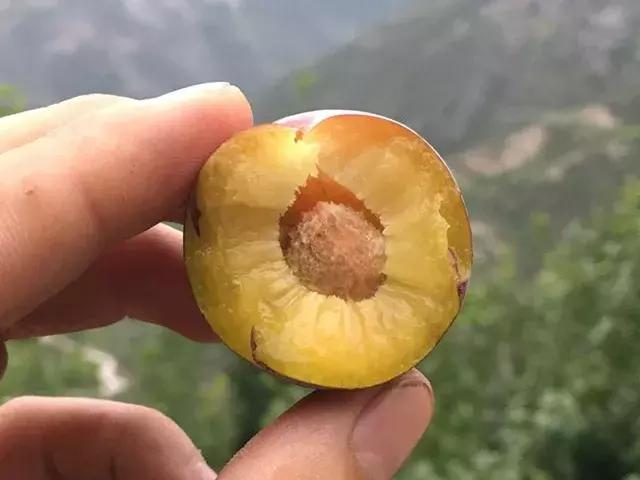 汶川最美紫宝石,汶川最美的紫宝石