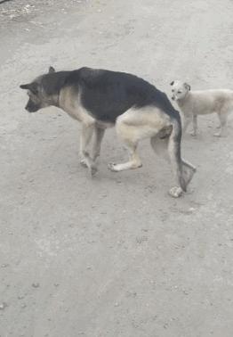 狗狗髋关节发育不良会引起抽搐吗,狗狗腿脚发软突然不会走路