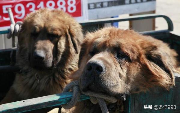不让吃狗肉的狗狗,不让吃狗肉能实现吗