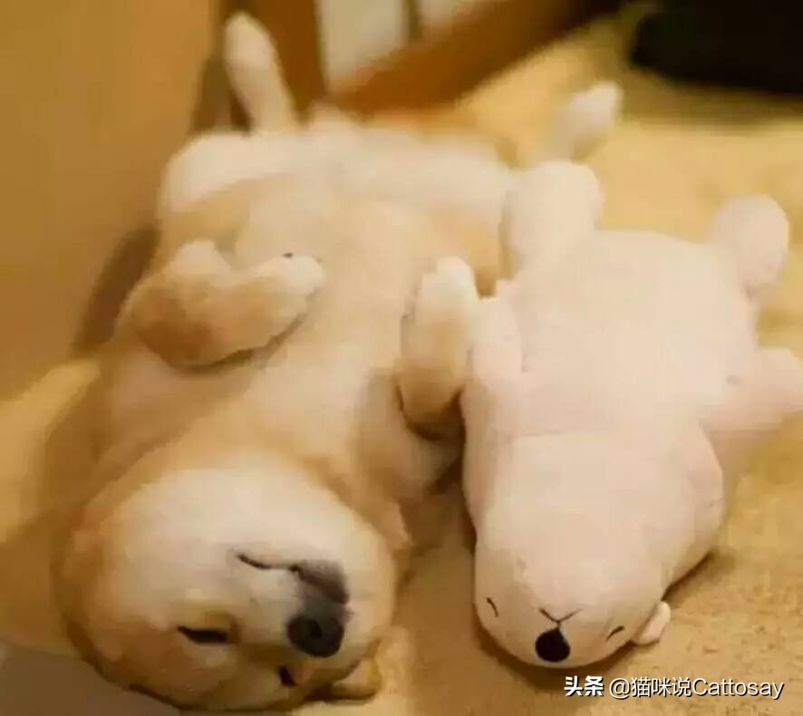 狗得了严重肺炎最快的治疗方法,狗肺炎多少天可以好