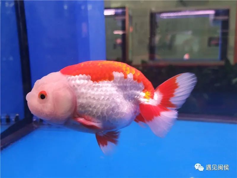 美得“惊动”中央媒体？说的是闽侯这个招牌