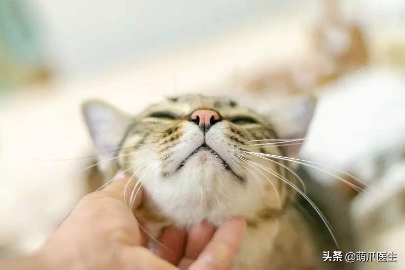 猫咪下巴长了黑头？千万别去抠，那是猫咪患上了毛囊炎的症状