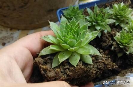 养观音的正确方法,怎么养才能让观音莲长出好多小莲