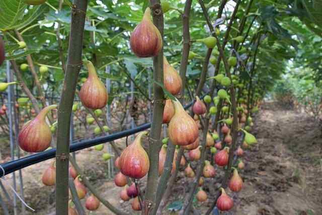无花果栽培的方法,无花果栽培方法与注意事项