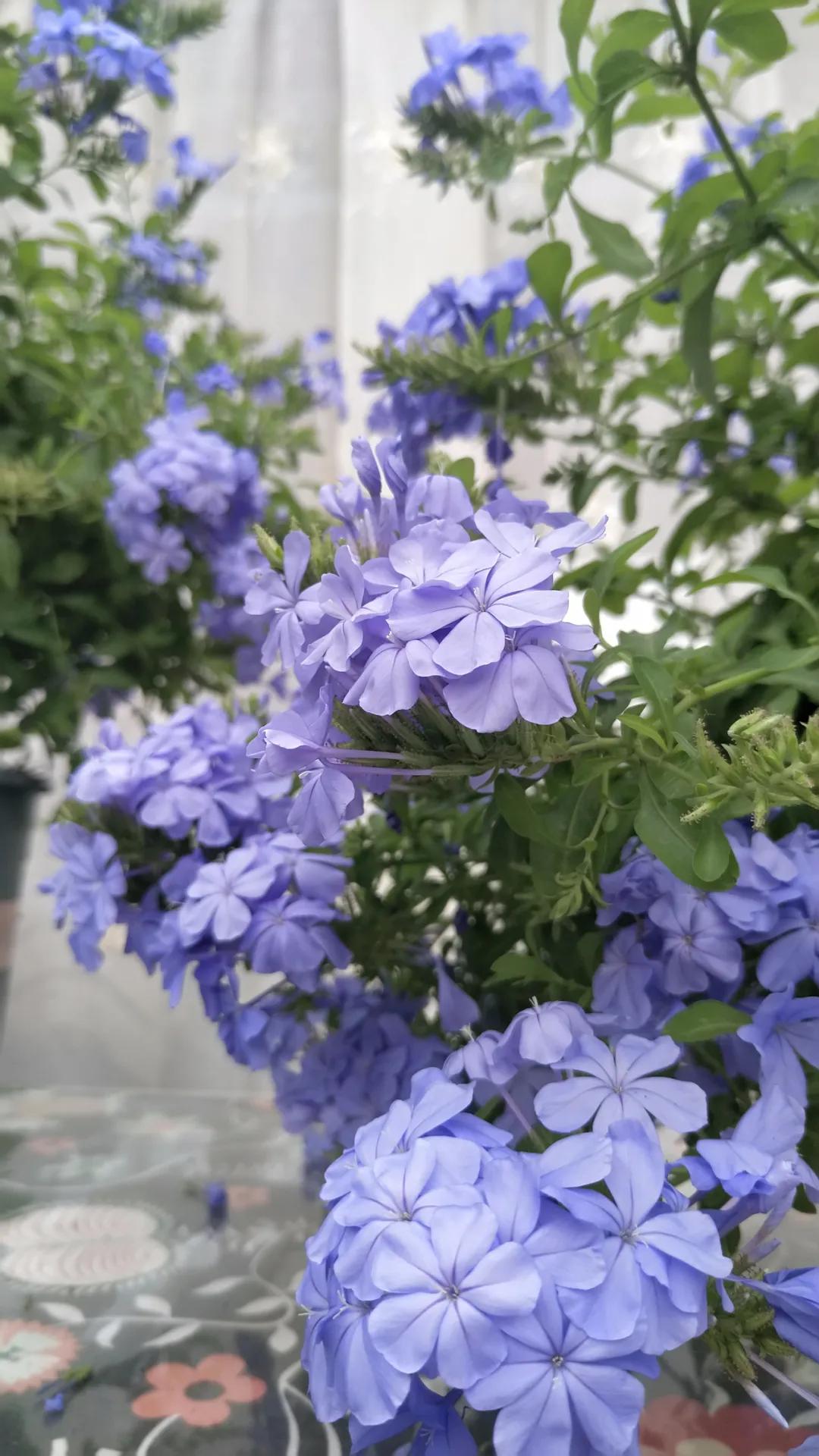 “雪”花那个PiaoPiao，这个世界真好