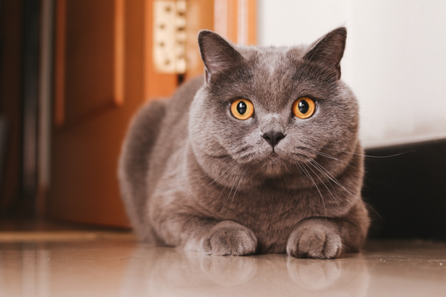 eos200d第一代拍照,eos200dii视频