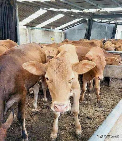 兽用疫苗生产企业名单查询,生产兽用疫苗企业有多少家