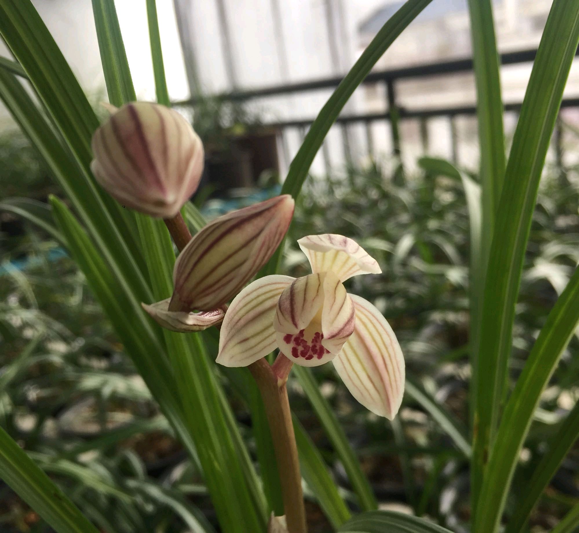 莲瓣兰五彩蝶品种简介,莲瓣兰大雪素有几个品种