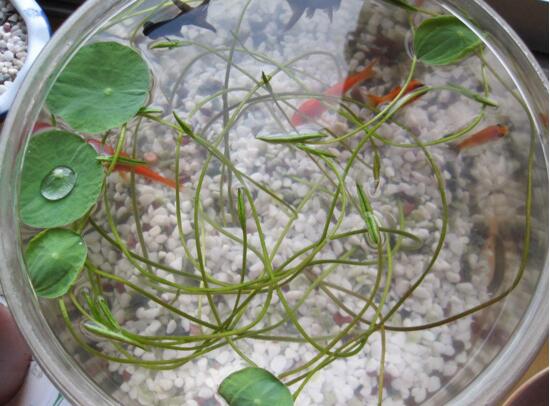 碗莲培育全过程视频,碗莲培育壮苗