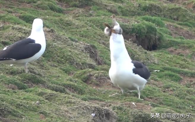 海鸥活吞了一只兔子,罕见海鸥遇到兔子一口将其吞下