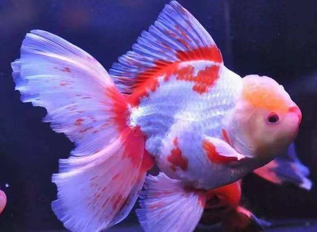 在网上买金鱼推荐,网上购买金鱼