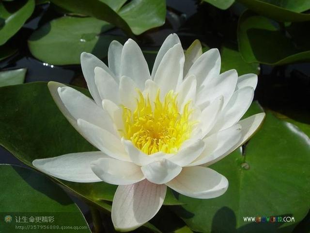 清明祭祖的几大禁忌,潍坊清明祭祖的方法和禁忌