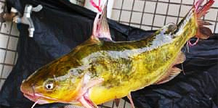 读《鱼丽》|诗经请你吃鱼，吃货能吃出3种诗意