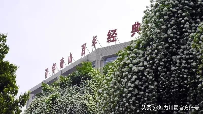 绵阳南山中学办学理念,家长评价绵阳南山中学真实水平