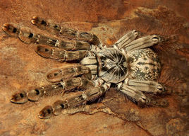 在野外奇形怪状的蜘蛛,各种宠物蜘蛛图片