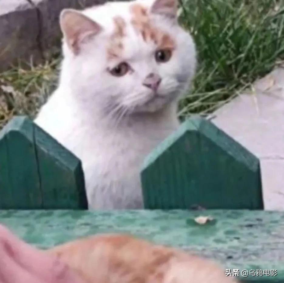 b站必看的综艺,b站能看的综艺推荐