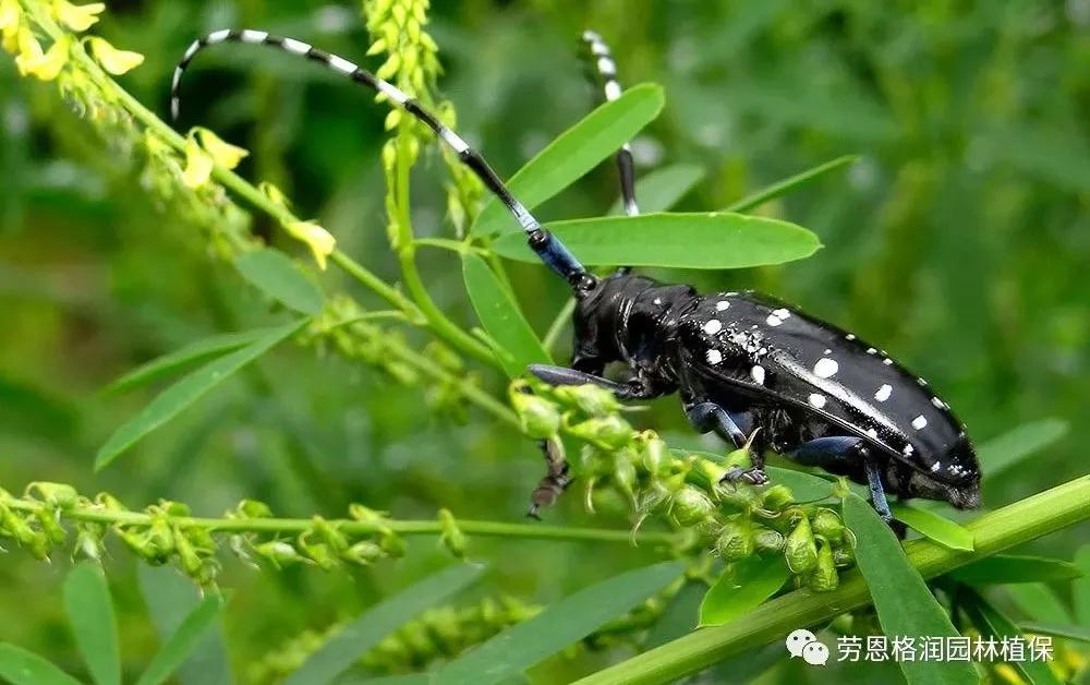 各类植物害虫的防治方法,园林蛀干害虫防治方法