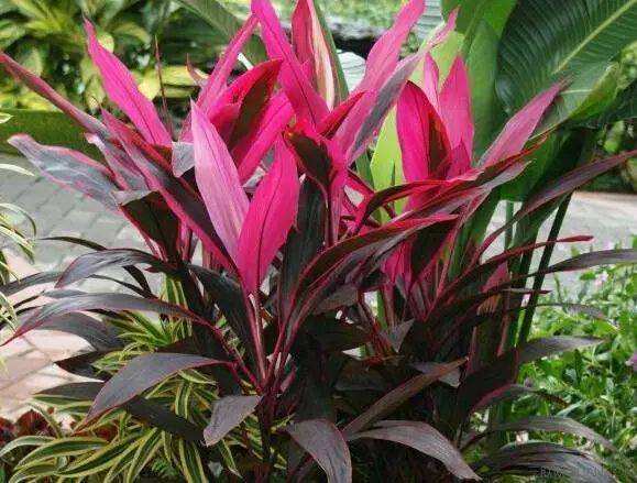 刚装修好的新房种什么植物去甲醛,哪种绿色植物是最有效吸甲醛的