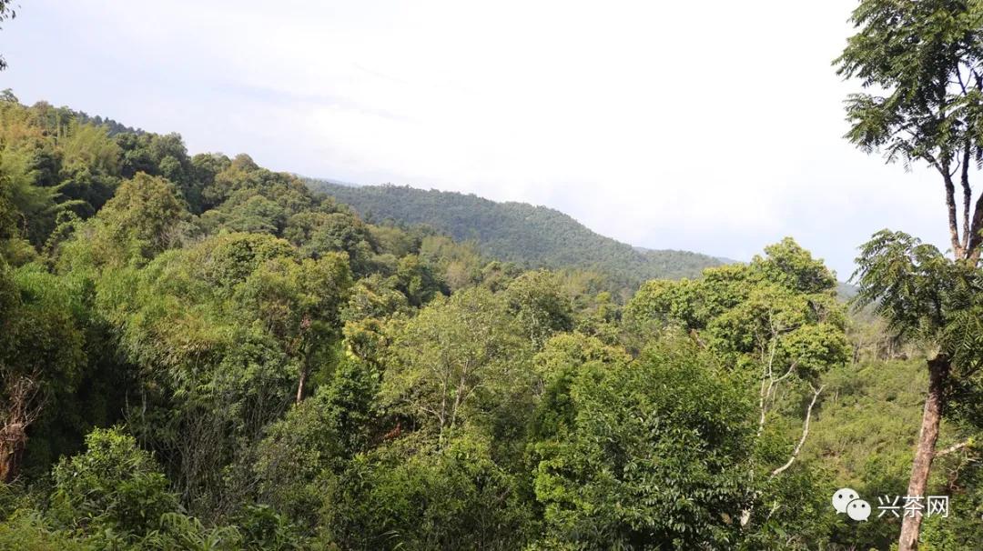 老班章古树冰岛春茶生茶,云南100种山头春茶价格表