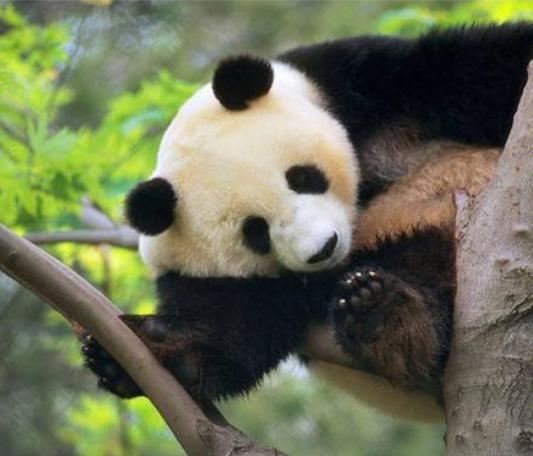 熊猫的外形和习性有趣之处,熊猫的特点和样子和习惯