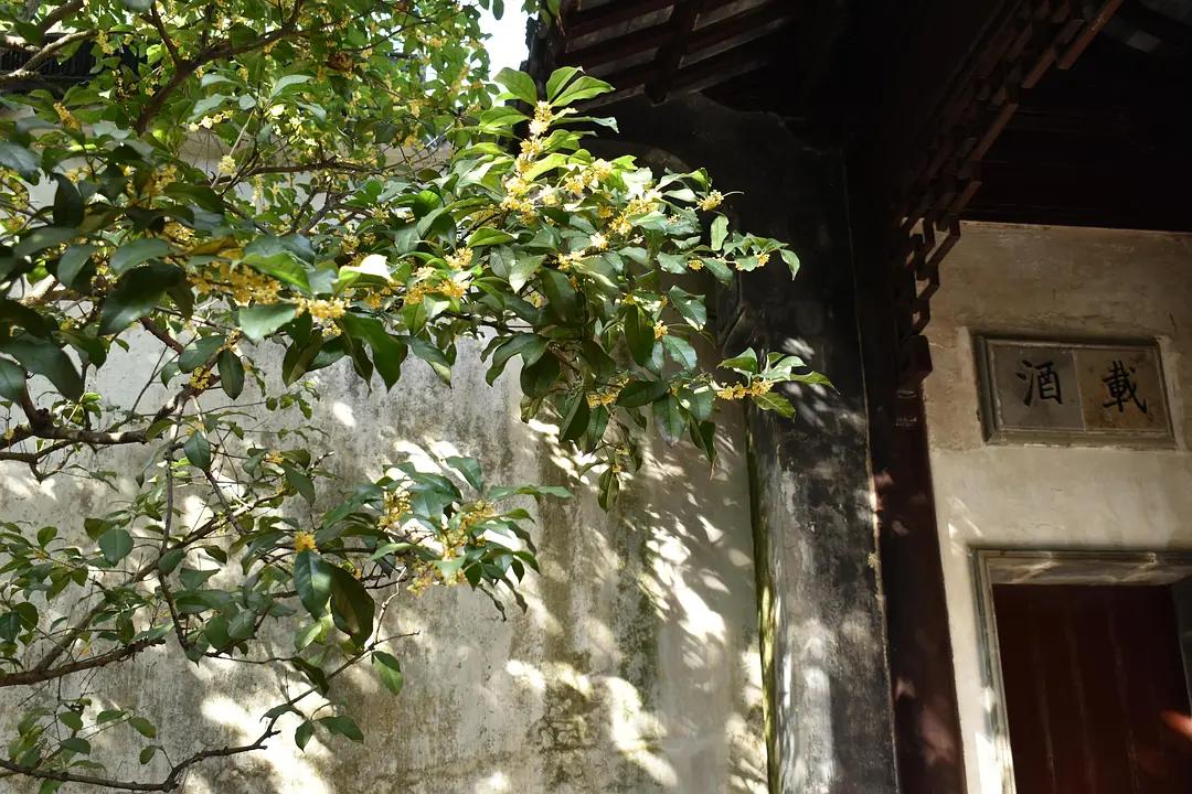 苏州城东北隅的赏桂佳处——耦园