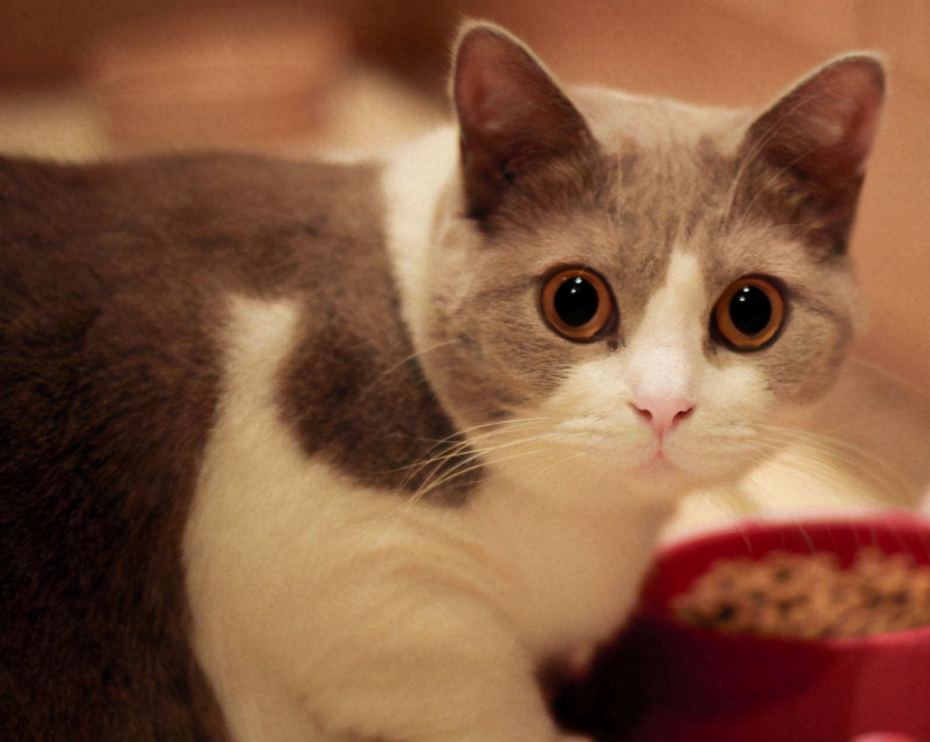 国产最安全的猫粮,国产放心的猫粮品牌