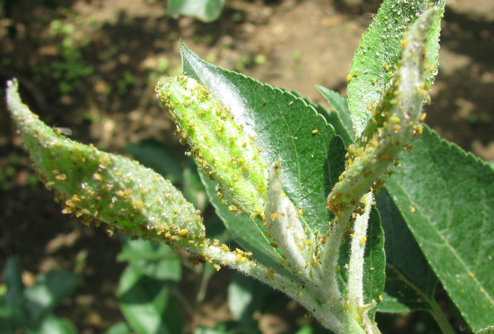 防治苹果绵蚜兼治黄蚜的高效药剂,苹果棉蚜与苹果黄蚜