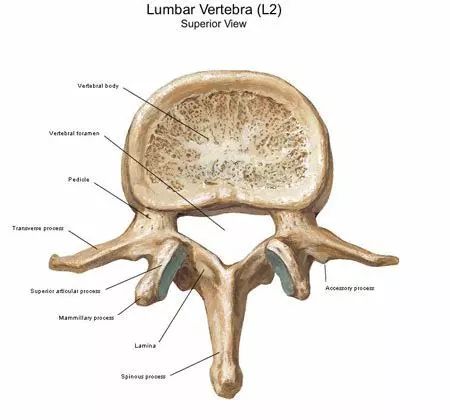 力量训练中腰带的选择与佩戴——全面指南