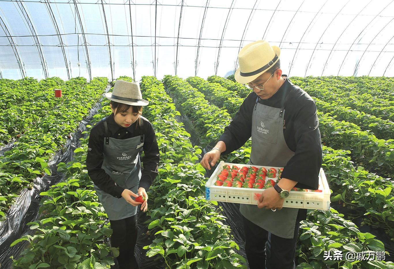 辽宁丹东东港草莓基地联系电话,辽宁丹东东港草莓种植基地