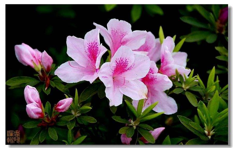 10种最好的鲜花名字,有寓意的花名英文名