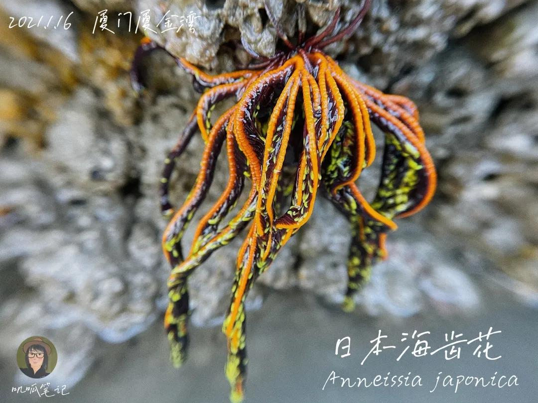 鼓浪屿赶海抓虫,鼓浪屿赶海佛手螺