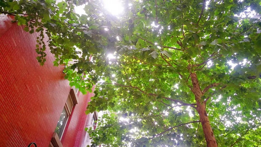 天津高级中学,天津市第二南开中学录取分数线