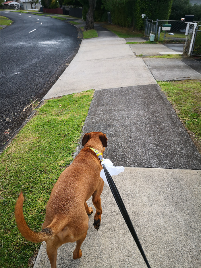 新西兰宅居第五天