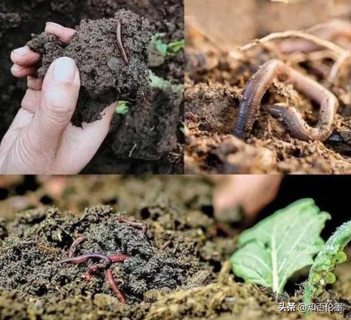 空房间种植或养殖什么赚钱销路好,农村养殖什么鸭赚钱快不愁销路