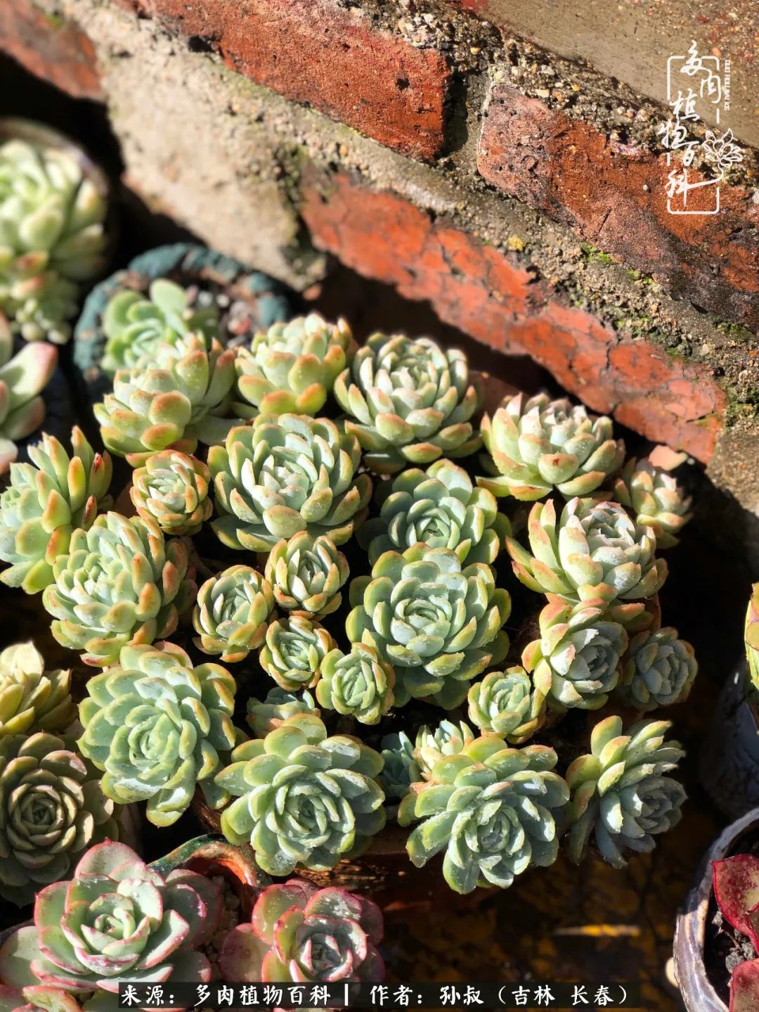 与多肉一起成长,与多肉相伴