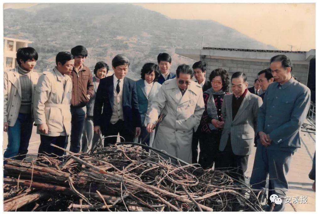 *平胡**的安溪情结