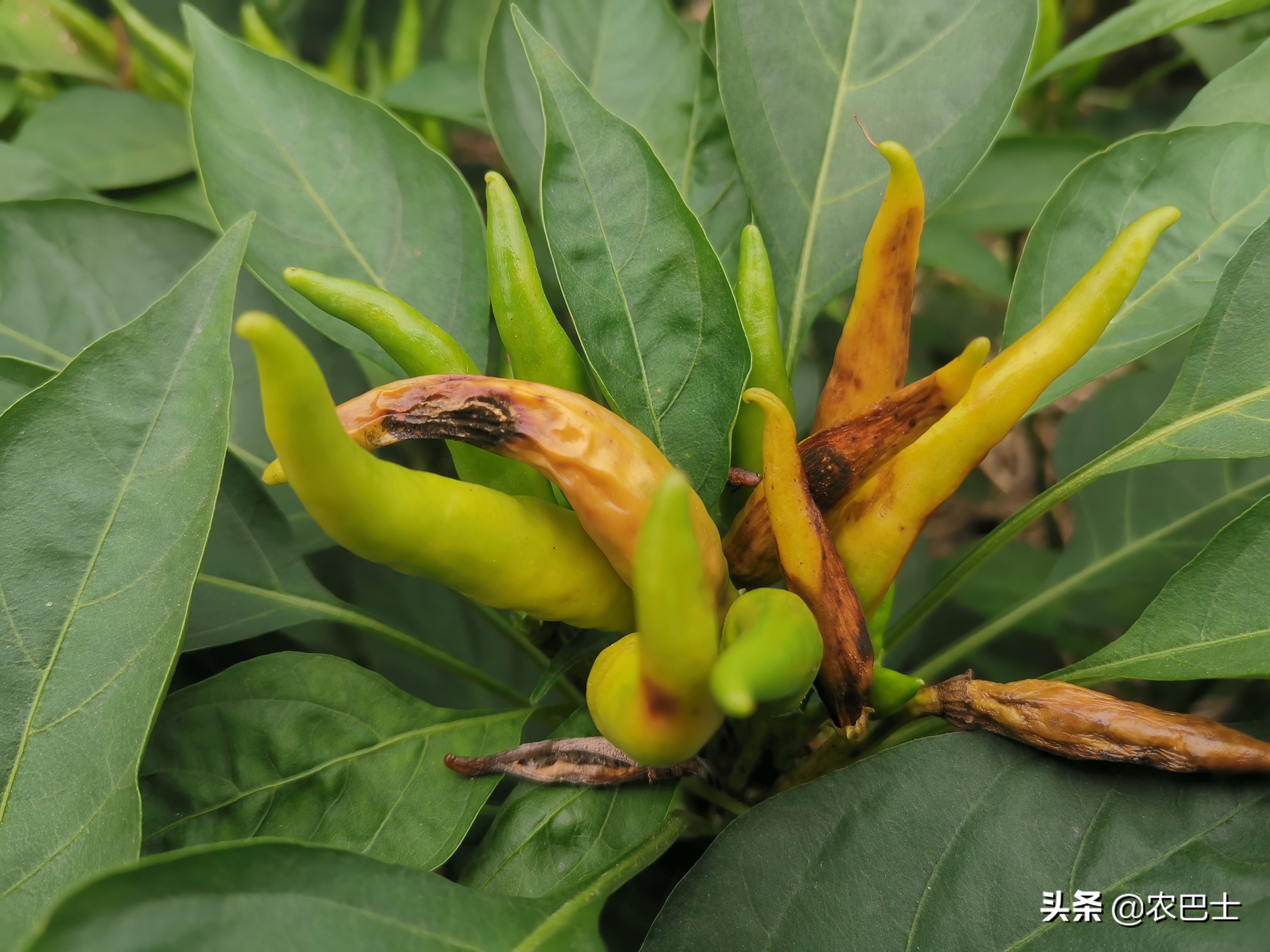 辣椒日灼病和脐腐病,朝天椒辣椒日灼病防治方法