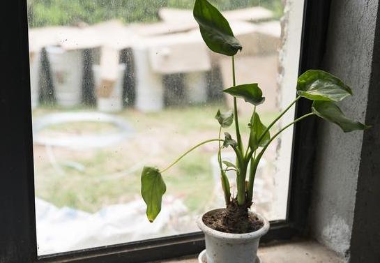 屋内除甲醛什么盆栽好,除甲醛最好最快的方法室内盆栽