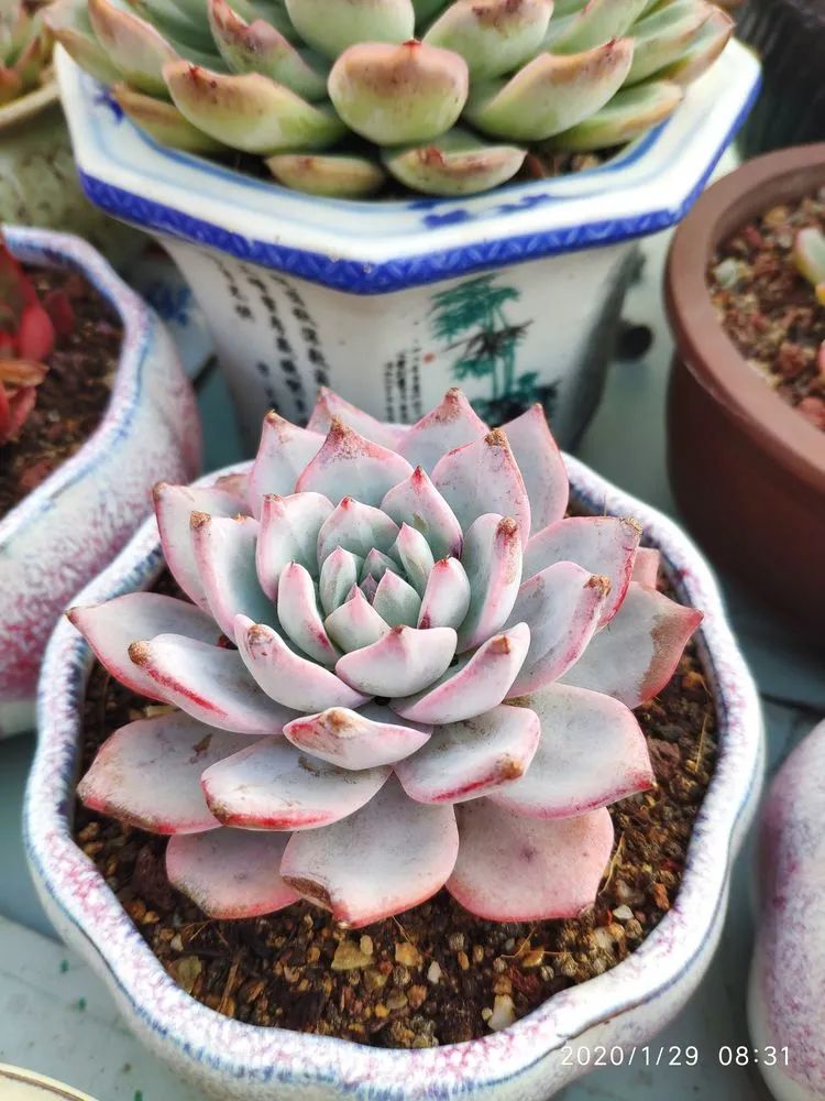 多肉不适合新手养,多肉入坑到什么程度好