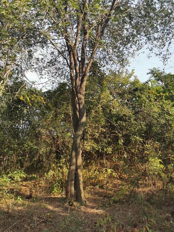 临沂郯国陵墓,山东郯城县马陵山汉代古墓群