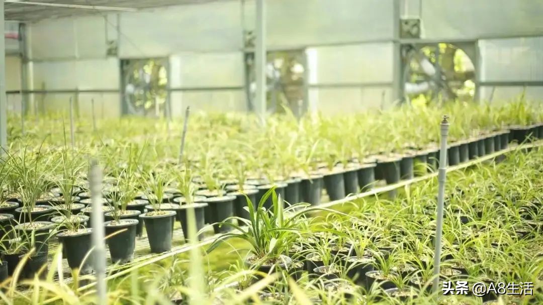 兰花蕙兰绝品传奇,每日一品茶叶